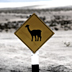 Peru llama crossing